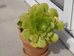 aeonium.JPG