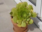 aeonium.JPG