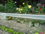 c'était le 11/05 courgettes longues