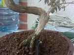 mon bonsai