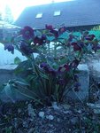 hellebore du niger orientalis.jpg