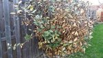 ELEAGNUS 1BIS.JPG