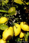 Citrons de Menton