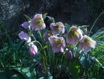 helleborus.jpg