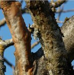 les 2 branches en question. Sur l'une matière orangée blanchâtre, sur l'autre plus transparente mais laiteuse à certains endroits