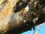 On aperçoit le goute à goute de ce que je pense être de l'eau?