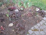 2012-03-24 rem.heucheras x.jpg