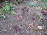 2012-03-24 rem .heucheras (2x).jpg