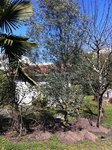 IMG_2266b.JPG