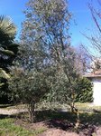 IMG_2267b.JPG