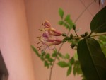 fleurs_chevrefeuille2.JPG