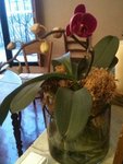 Rika n°1 en ce moment : une longue floraison se prépare ...