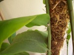 Epiphyllum.jpg