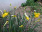 jardin (10).JPG