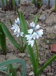 jardin (11).JPG