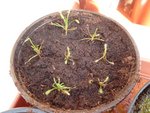 des bébés :) drosera capensis