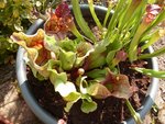 La grosse sarracenia