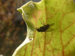 une mouche pas dans la meilleur des position