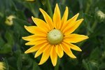 rudbéckia prairie sun.JPG