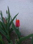 tulipe.JPG