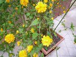 Un petit arbuste à pompon jaune! Comme des pissenlits.