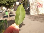 La feuille de l'arbre.