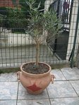 IMG_9812.JPG