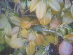 feuilles moches