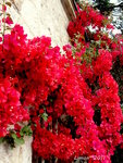 n'a pas cessé sa floraison <br />certe,beaucoup moins!