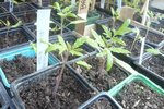 les tomates.jpg