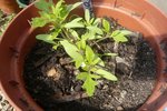 les tomates en attente.jpg