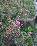 DSCF8116.JPG