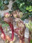 DSCF8136.JPG
