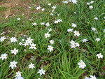 petite fleur bleu (style petite jacinthe sauvage)