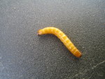 img3853.jpg
