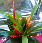 Plante.jpg