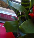 Plante2.jpg