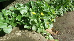 DSCF2683.JPG