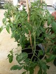 tomate pot.JPG