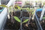 les tomates seront prêtes début mai..jpg