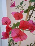 bougainvillier premières fleurs.JPG