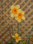 jonquilles.JPG