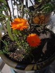 Lampranthus aureus.JPG