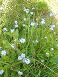 myosotis.JPG