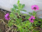 osteospermum.JPG