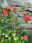 petit camelia.JPG