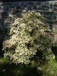 pieris.JPG