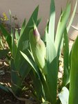 un iris, bientôt.JPG