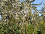 Un arbre