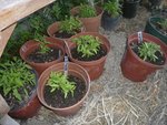 tomates en attente.jpg